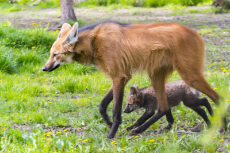maned-wolf-puppy-chrysocyon-brachyurus-mother-69593065.jpg