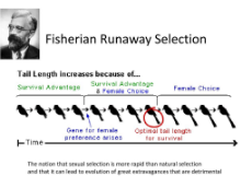 fisherian-runaway-selection-l.jpg