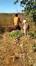 abuser gets karma and donkey gets justice.mp4