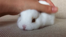 white bunny.gif