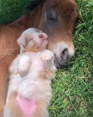 Puppy cuddles and naps with baby horse and it's the cutest t.mp4