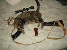 cat gun.jpg