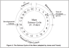 Estrous cycle.png