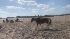 Horses Casually Stroll through Crowds of People on Beach.mp4