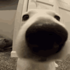 sniff.gif