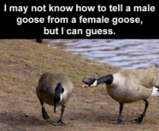 can-guess-male-female-goose.jpg