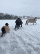 Miniature Horse Pushes Through Piled up Snow(1).mp4