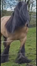 HairyHorse.mp4