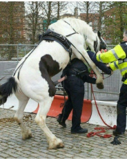 cop getting raped by horse.jpg