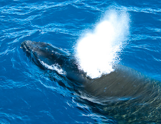 20100213-B015-The-humpback-whale-begins-to-blow-out-from-its-two-blow-holes.jpg