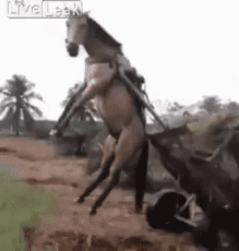 name (126).gif
