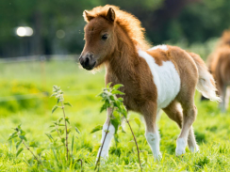shetland-foal-pony.jpg