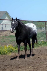 Black Appaloosa Horse (7).jpg