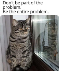 cat-problem.jpeg