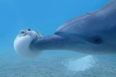 dolphin boobs puffer fish.jpg