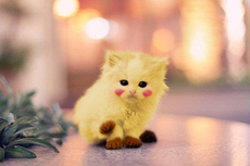 animal-animals-cat-cats-cute-Favim.com-409129.jpg