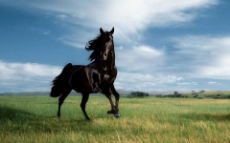 Black-Horse-Desktop-Background.jpg