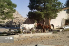 scared-horses.jpg