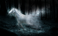ghost_of_the_forest_by_peachesrox-d49p51c.jpg