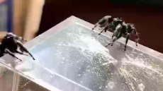 1608855918726.webm