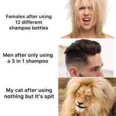 females-males-shampoos-cat-spit-hairdos.jpeg