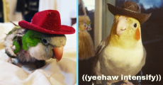 birds-cowboys-cowbirbs-bird-memes-berds-burd-we-love-birds-birbs-cowbirds-cute-birbs-20561157.jpg