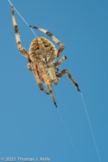 orb weaver.jpg