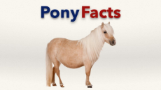 pony facts.jpg