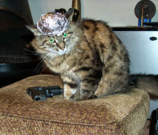 TINFOIL HAT CAT 1.jpg