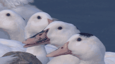 1559771271528.gif