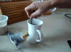 coffee run bird.gif