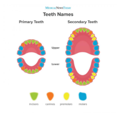 an-infographic-of-teeth.jpg