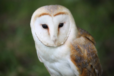 Barn-Owl-Widescreen-.jpg