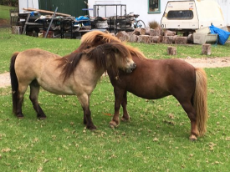 a-pair-of-ponies.jpg