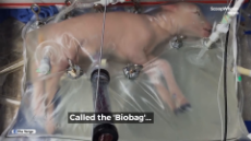 This Lamb Grew In An Artificial Womb!.mp4