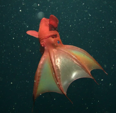 vampire squid.png