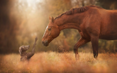 horse-meets-dog-1680x1050.jpg