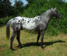 4470df3c4570b2bf8b167e2f11fc2fad--blue-roan-horses-appaloosa-horses.jpg