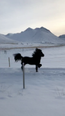 Icelandic Stallion Running in the Snow.mp4