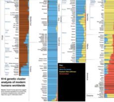 K=4 Genetic Cluster.jpg