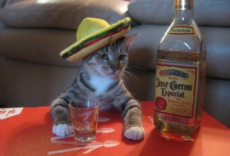 tequila cat.jpg