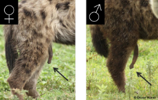 female hyena pseudopenis.png