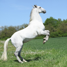 lipizzan-horse-1.jpg