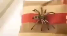 obrazkowo.pl_2023-01-16_15-42-51.mp4