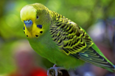 Lovie Budgie_DSC5988 copy.jpg