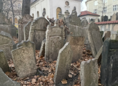 IMG_7924.jpeg