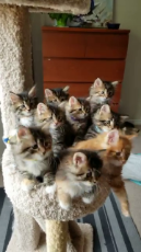 Captive Audience of Kitties.mp4