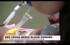 Vaccinated Can't Donate Blood, COVID Vaccine Wipes Out Antib-1.mp4