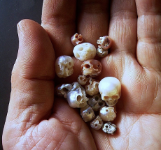 pearls-carved-skulls-shinji-nakaba-thumb640.jpg