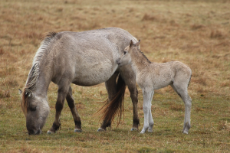 konik_horses_foal_seahorses_pony_breed_ponies-888290.jpg!d